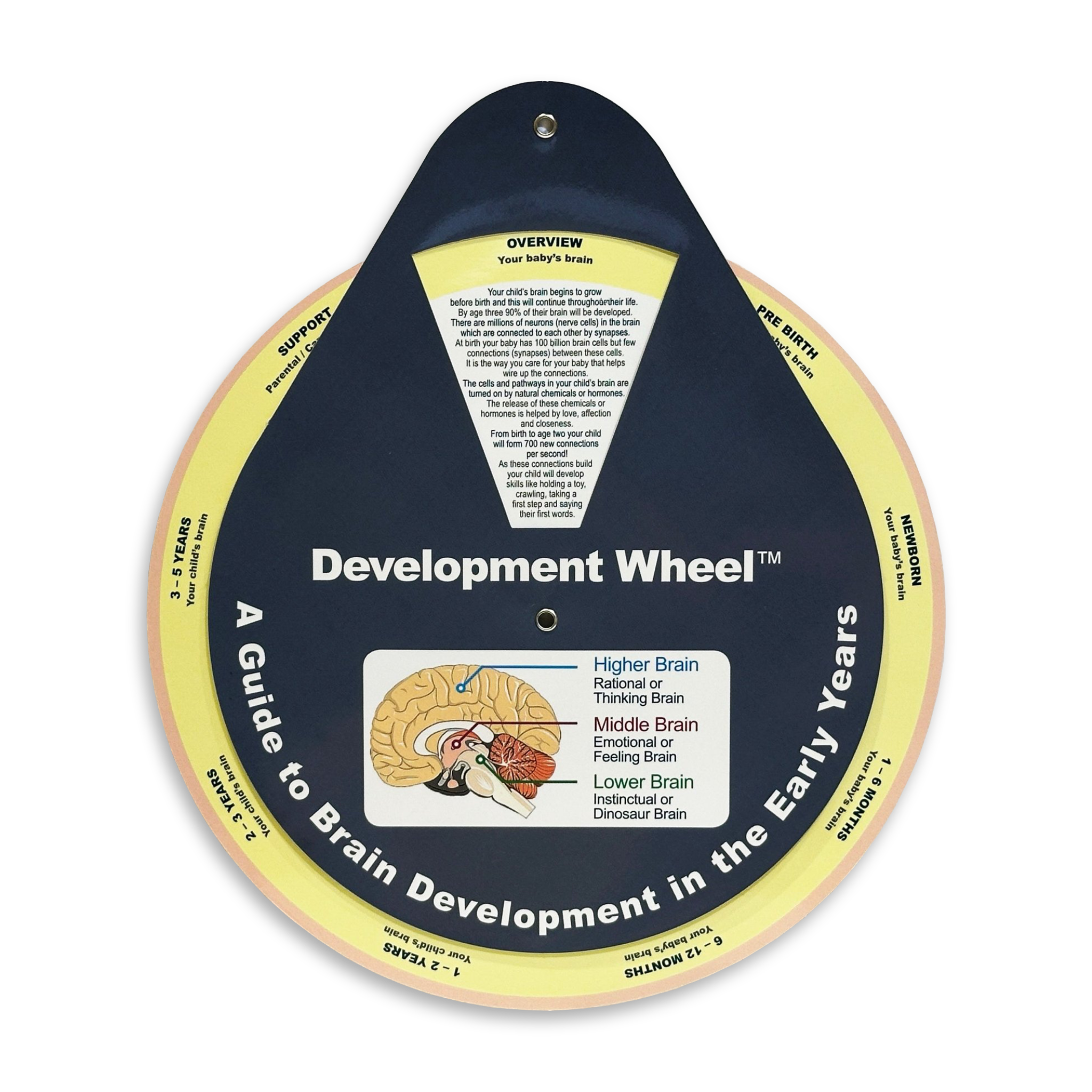 Early Years Brain Development Development Wheel