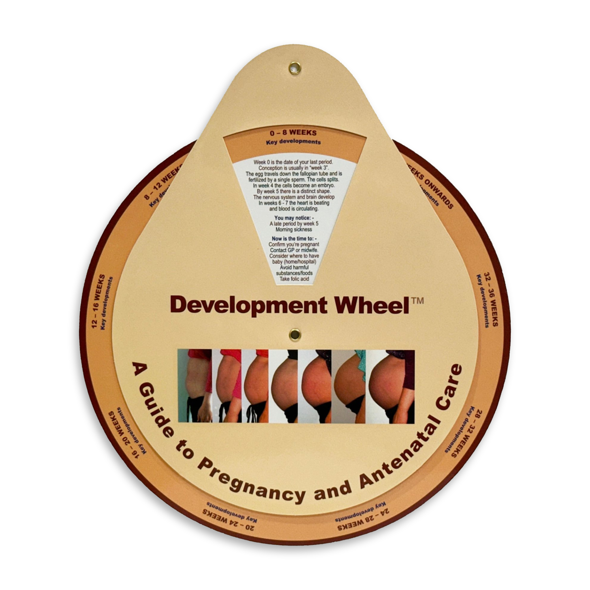 Pre-Birth Development Wheel