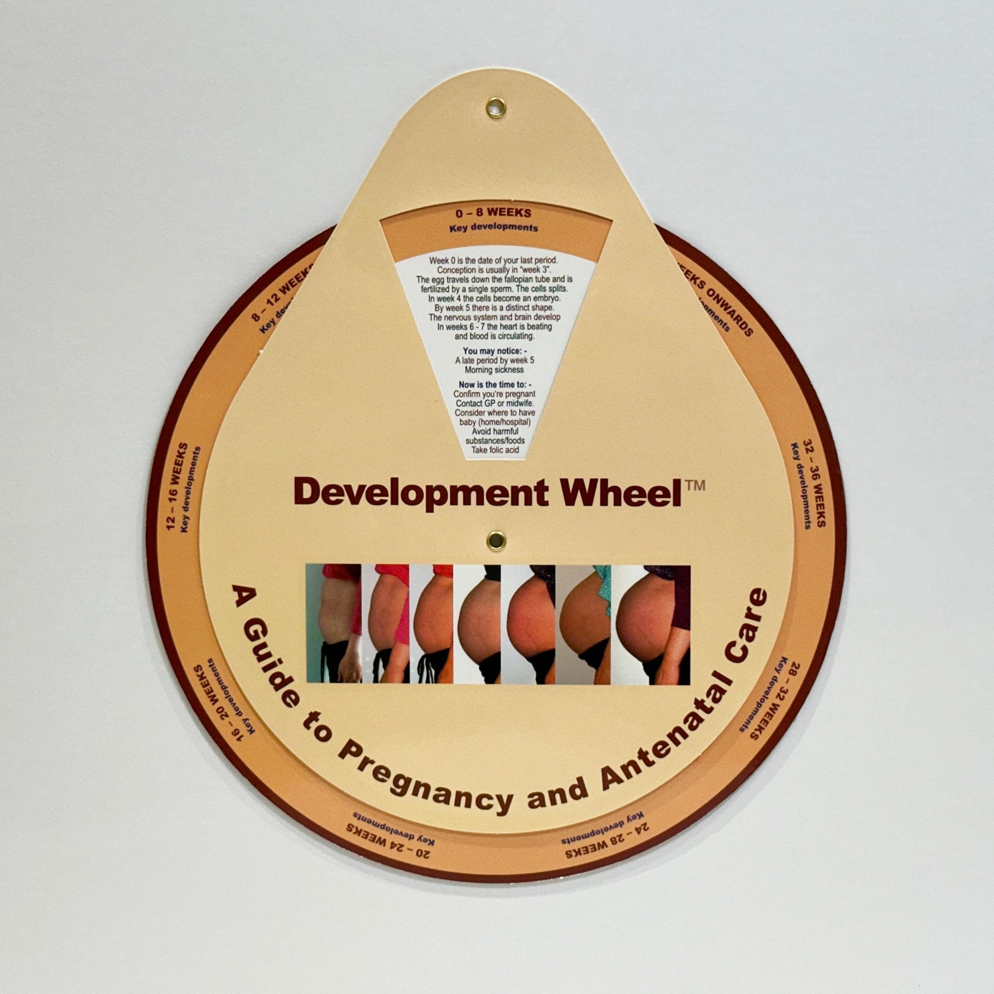Pre-Birth Development Wheel – Development Wheels